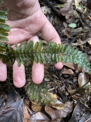 Hymenophyllales