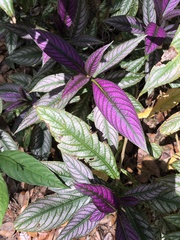 Strobilanthes auriculata dyeriana