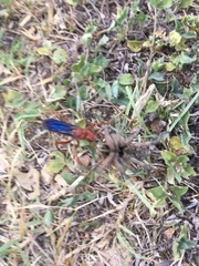 Tachypompilus ferrugineus