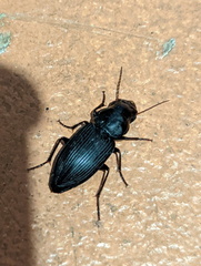 Gnathaphanus philippensis