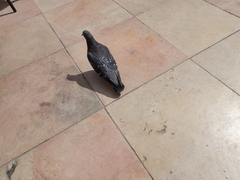 Columba livia domestica