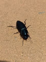 Gnathaphanus philippensis