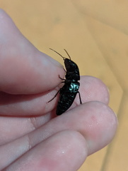 Gnathaphanus philippensis