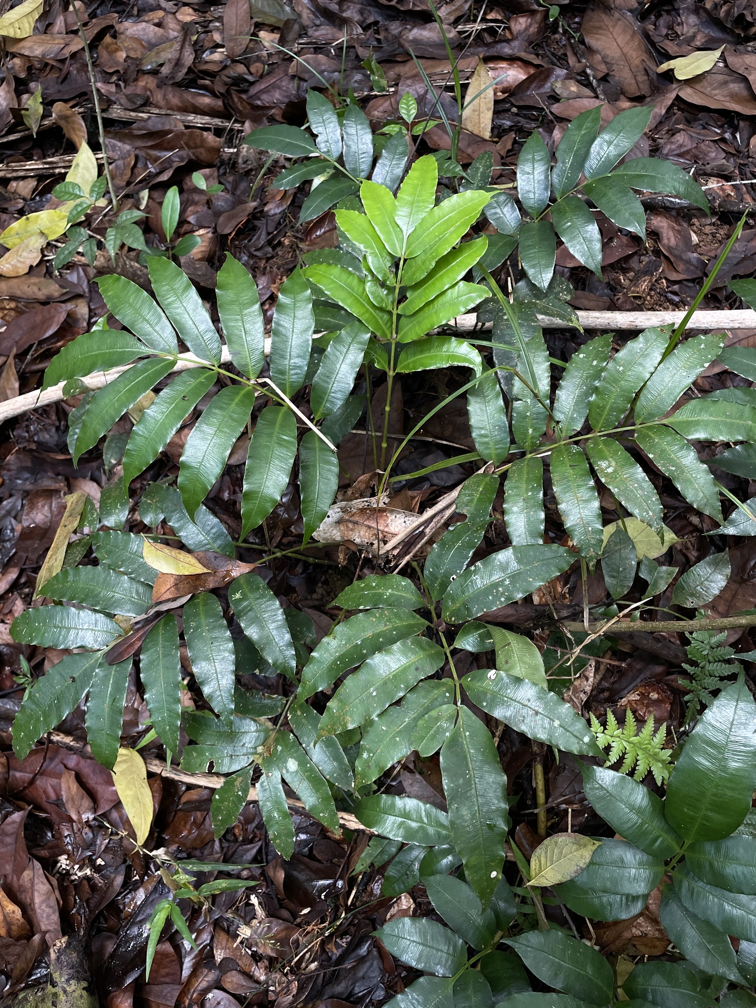 Danaea