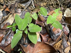 Coccocypselum herbaceum