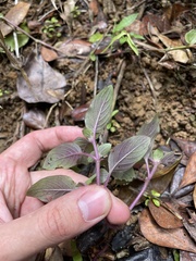 Coccocypselum herbaceum