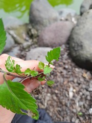 Calceolaria tripartita
