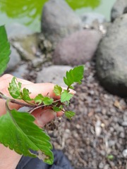Calceolaria tripartita