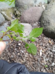 Calceolaria tripartita