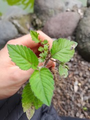 Calceolaria tripartita