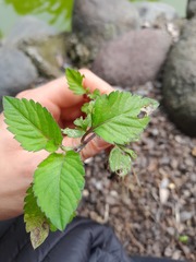 Calceolaria tripartita