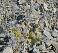 Myosotis traversii traversii