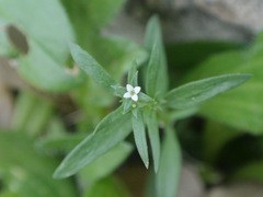 Houstonia parviflora