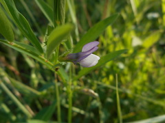 Vicia bithynica