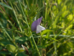 Vicia bithynica