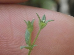 Houstonia parviflora