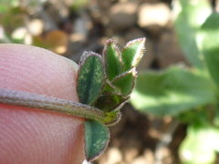Trifolium dichotomum