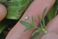 Houstonia parviflora