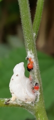 Okiscarta