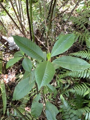 Hedyosmum arborescens