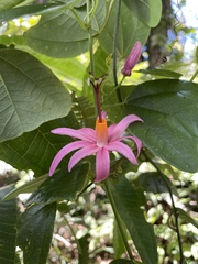 Passiflora tulae