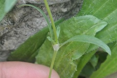 Houstonia parviflora