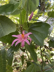 Passiflora tulae