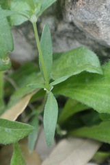 Houstonia parviflora