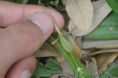 Houstonia parviflora