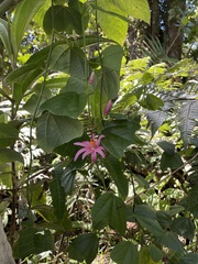 Passiflora tulae