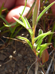 Clarkia gracilis gracilis