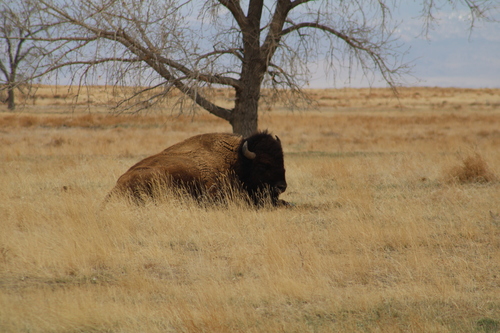 American bison
