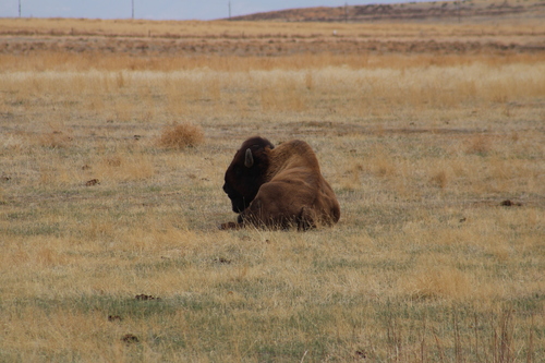 American bison