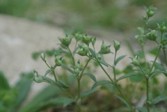 Houstonia parviflora