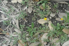 Houstonia parviflora