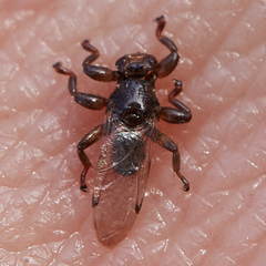 Lipoptena depressa