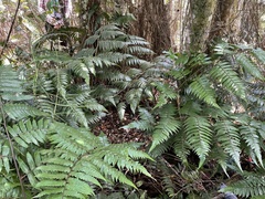 Cyathea borinquena