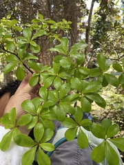 Terminalia tetraphylla