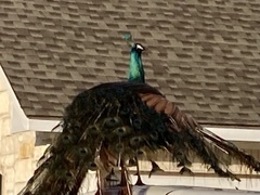 Pavo cristatus × muticus