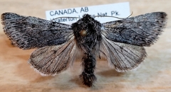 Pleromelloida bonuscula