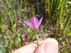 Clarkia gracilis gracilis