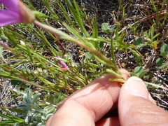Clarkia gracilis gracilis