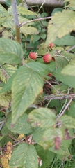 Rubus adenotrichos