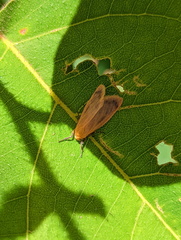 Symmetrodes sciocosma