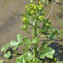 Ranunculus sceleratus