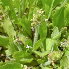 Plantago rhodosperma