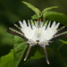 Graphium antiphates - Photo (c) Jacky CUDON, algunos derechos reservados (CC BY-NC), subido por Jacky CUDON