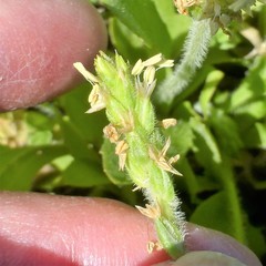 Plantago rhodosperma