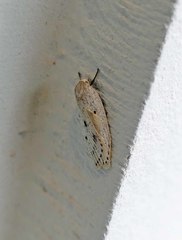 Pseuderotis obiterella
