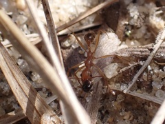 Aphaenogaster floridana image